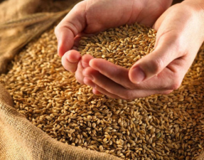 Guerra del grano, venerdì mattina manifestazione a Termoli